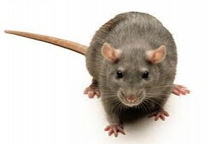 Rat